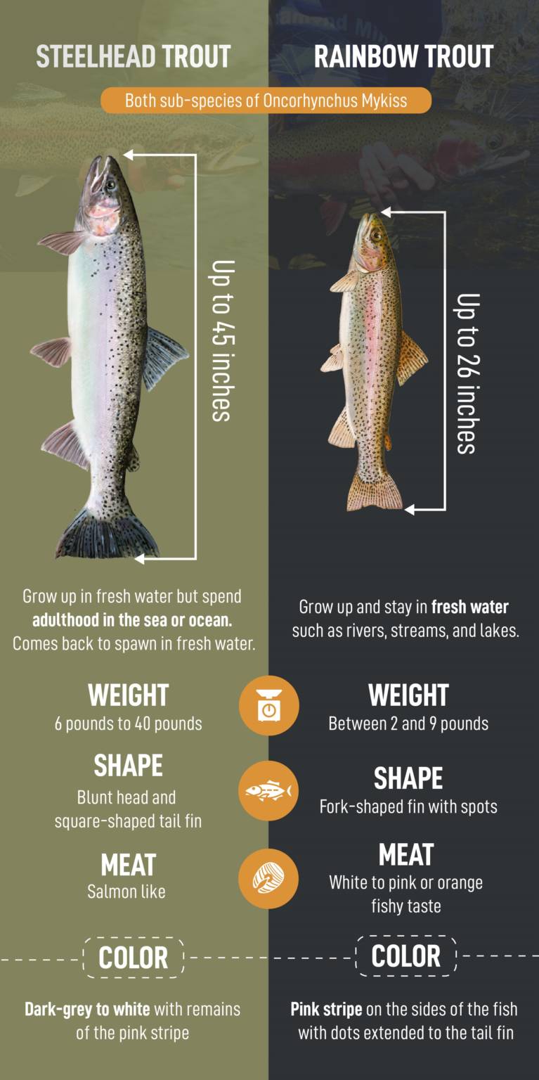 Rainbow Trout Vs Steelhead The Best Way To Tell The Difference Trout   Daangriensven Revision2 767x1536 