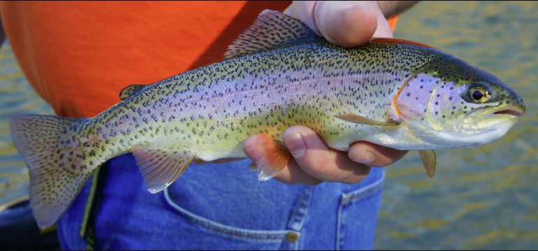 Rainbow trout vs steelhead: The best way to tell the difference