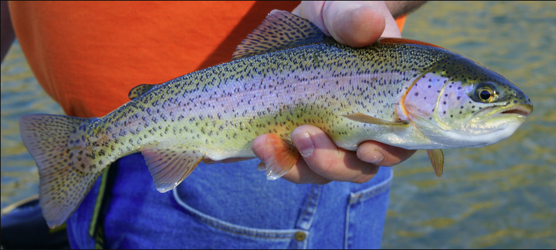 Comparison between rainbow trout vs steelhead trout 