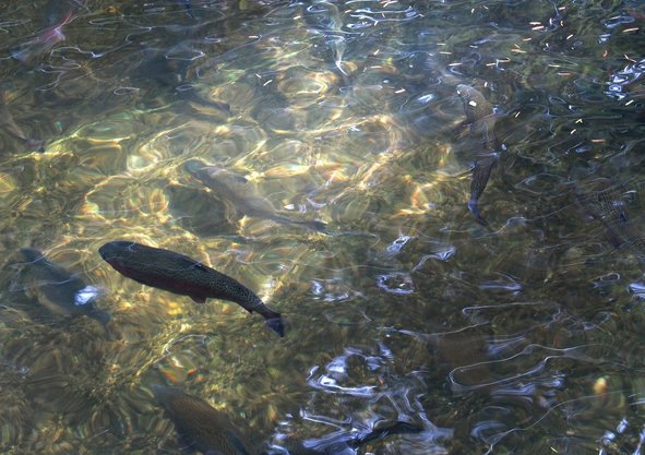 An image of multiple rainbow trout swimming in a shallow stream