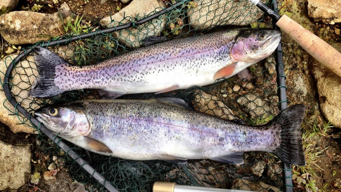 How To Catch Rainbow Trout: everything you need to know